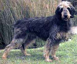 description du  griffon nivernais