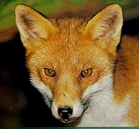 description du renard