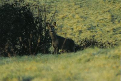 le chevreuille